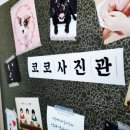코코사진관 이미지