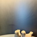 경북만노 | <경북 칠곡 석적 대형카페 시호재&amp;시차> 건축상 받은 정원 산책 후기 (노키즈존)