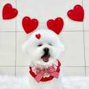 애견미용실 이미지