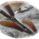 멋내는 강아지 이미지