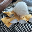 주식회사 하이제스트 | 강아지 환장템 “하이제스트 멍스테이크” 최에에고