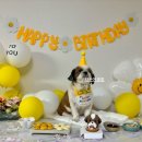 댕댕까까 이미지