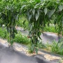 흥농농약종묘사 이미지