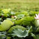 연꽃마을건넌들 이미지