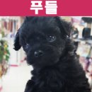 헬로펫 여수 이미지