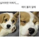 에이