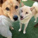 도그어스 플래닛 이미지