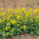 영종농장 이미지