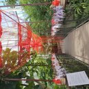 일월수목원전시온실 이미지