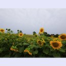 안성목장 이미지