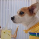 꼬망스펫 이미지