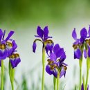 아이리스 이미지