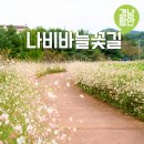가야리 | 9월 경남 함안 여행 드라이브 가볼만한곳 가우라꽃길 나비바늘꽃길