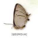 멸종위기의 희귀곤충 이미지