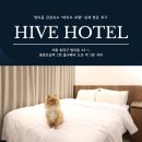 하이브(HIVE) 호텔 | 방이동 숙소 찾는다면? 잠실 감성숙소 "하이브호텔" 실제 숙박 후기(애견동반 가능)