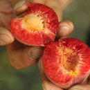 애프리코트(APRICOT) 이미지