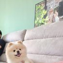 프로펫샵 이미지