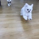 어썸 강아지 호텔 & 목욕 이미지