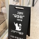 고양이이발관 송도점 | 인천고양이미용 무마취로 첫 미용했어요 고양이이발관