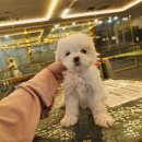 도그마루 강아지고양이 대전점 | 도그마루 강아지고양이 대전점에서 대전강아지분양을 통한 사랑스러운 반려동물과의 만남
