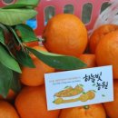 제주하늘빛농원