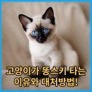 스키타는고양이 이미지