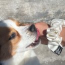 해피댕댕 이미지