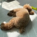 숲속의안뜰 이미지