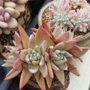 화리