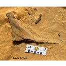 스피노사우루스 | 시미터 볏을 지닌 스피노사우루스의 존재가 확인되다