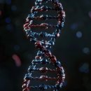 자주마리 이미지