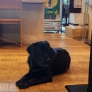 쓰담쓰담해줄개 이미지