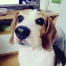 강아지 친구 이미지