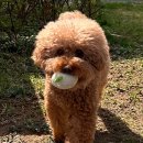 쁘띠몽펫샵 이미지