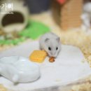 쁘띠꼬미