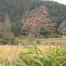 용상초교 이미지