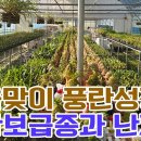 9월 10월 11월 본격적인 풍란 성장기 착한풍란 보급종 전체와 난자재 영양제(입문자 목석부작 분경 선물용) 이미지