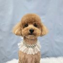 봄날의댕댕이 이미지