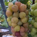 마이하트 이미지