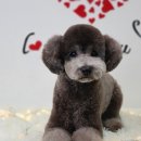 킴스애견미용실 이미지