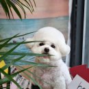 트레밍MM 이미지