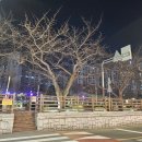 [온천천카페거리 예쁜하루] 실내 분위기 좋은 벚꽃뷰 솔직후기