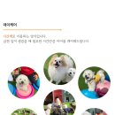 놀러오개 애견유치원 애견호텔 안양점 이미지