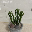 은플라워샵