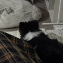 올리스 펫 쌀롱 이미지