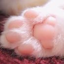고양이 발바닥 이미지