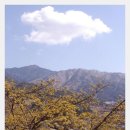 지리산산수유 이미지