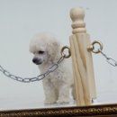 봄봄펫살롱 이미지