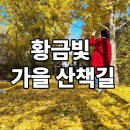 나주 은행나무 수목원 단풍 여행 후기｜남평 은행나무길 노랗게 물든 가을 나들이