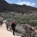 청매실농원 이미지